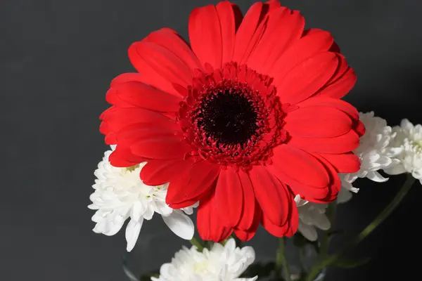 Grande Flor Gerbera Vermelha Fundo Preto Closeup Gerbera Daisy Flor — Fotografia de Stock