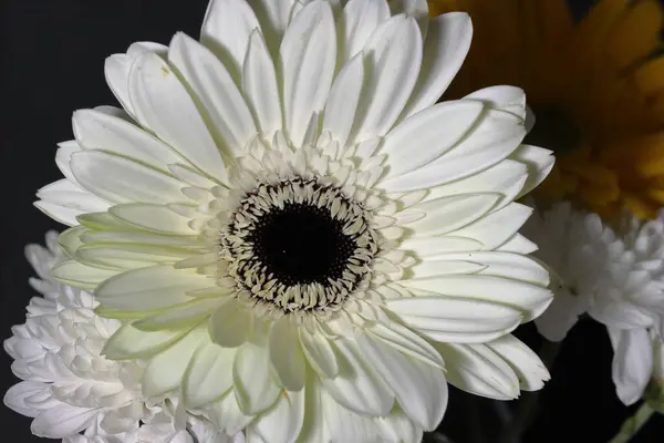 Beyaz gerbera çiçeği yalıtılmış