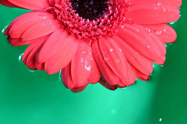 Πολύχρωμα Λουλούδια Gerbera Επιπλέουν Στο Νερό Πρασινωπή Φόντο — Φωτογραφία Αρχείου