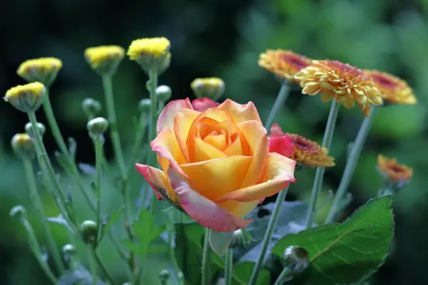 Krásná Kytice Růží Květiny Stojící Pozadí Bokeh — Stock fotografie