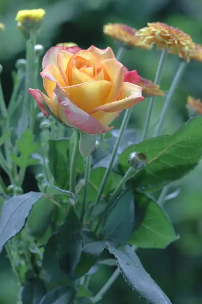 Bokeh arka planda duran güzel bir buket gül çiçeği.