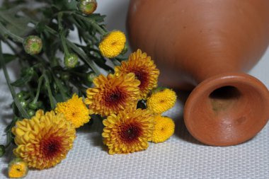 Beyaz arka planda gül ve kasımpatı çiçekleri