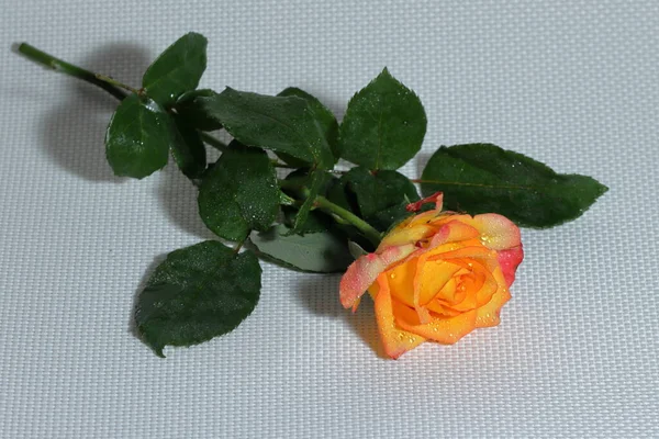 Orange Rose White Background — Stock Photo, Image