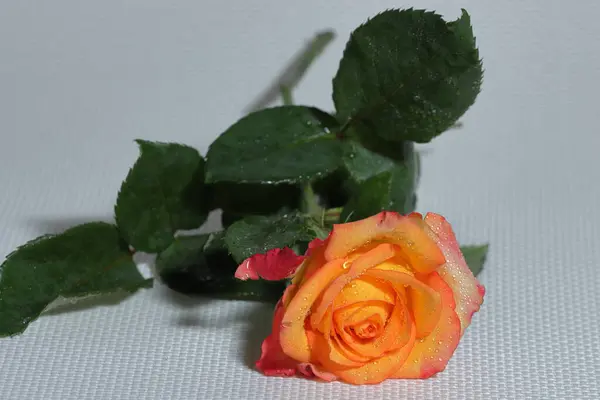 Orange Rose Auf Weißem Hintergrund — Stockfoto