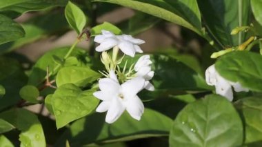Beyaz çiçek videosu. Ağaçta izole edilmiş beyaz çiçek 