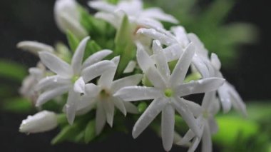 Sabahları açan yasemin çiçeklerinin güzelliğinin yakın plan görüntüsü.