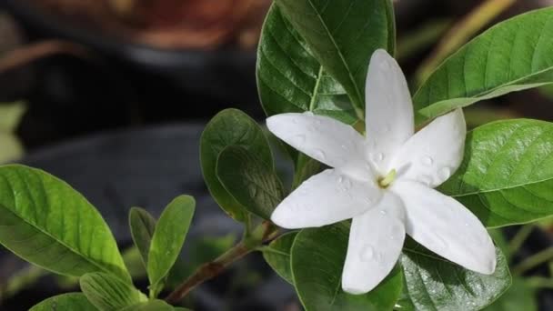 Wideo Białym Kwiatem Biały Kwiat Odizolowany Drzewie — Wideo stockowe