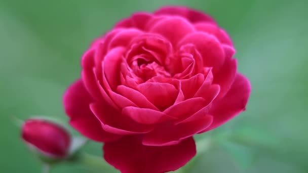 Красная Роза Боке Фоне — стоковое видео
