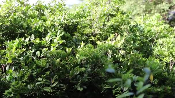 Regen Valt Bomen Bovenaanzicht Van Prachtige Donkergroene Bladeren Een Regenachtige — Stockvideo