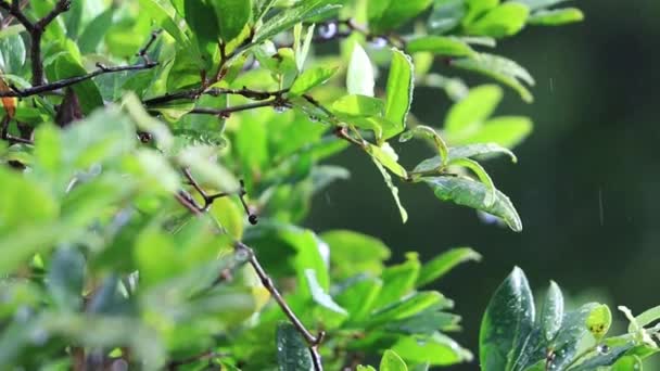 Chuva Caindo Sobre Árvores Vista Superior Belas Folhas Esverdeadas Escuras — Vídeo de Stock