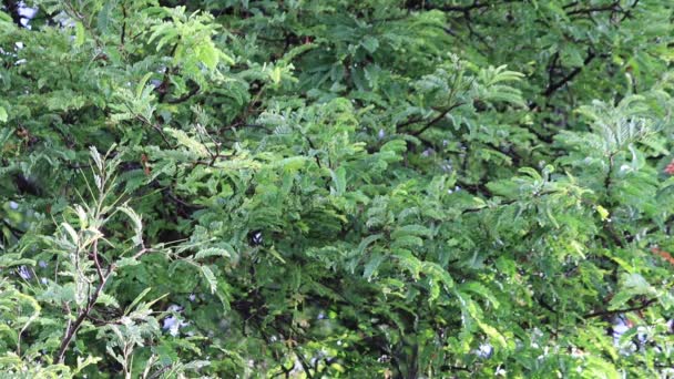Дождь Падает Деревья Вид Сверху Красивые Темно Зеленые Листья Дождливый — стоковое видео