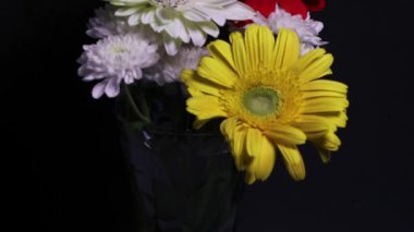 Gerbera çiçekleri koyu arkaplanda