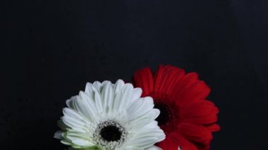 Gerbera çiçekleri koyu arkaplanda