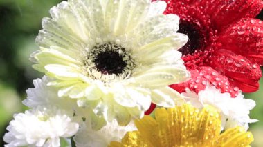 Su damlalı güzel Gerbera çiçekleri. Renkli güzel sarı gerbera vurgulandı. Doğal ışıklardan alınan video
