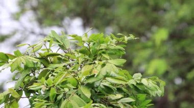Grean Yaprakları ve su damlaları. Ağaçlara düşen güzel yağmur
