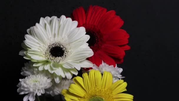 Gerbera Blumen Auf Dunklem Hintergrund — Stockvideo