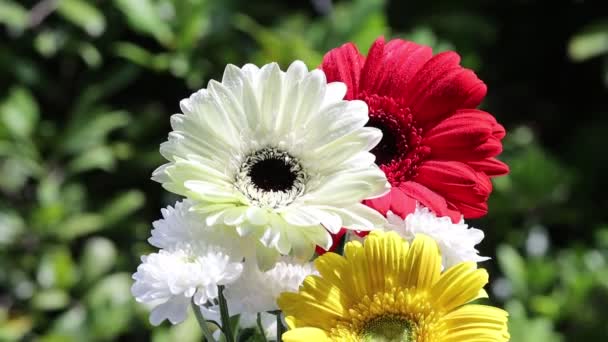 Bir Buket Gerbera Çiçeği Yavaş Çekim Videosu — Stok video