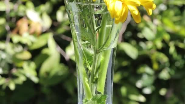 Bir Buket Gerbera Çiçeği Yavaş Çekim Videosu — Stok video