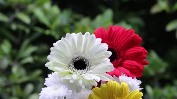 Bouquet Von Gerbera Blumen Zeitlupe Video Mit Der Natur Bokeh — Stockvideo