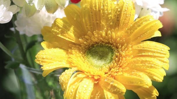 Krásné Gerber Květiny Kapkami Vody Barevná Krásná Žlutá Gerber Zvýraznila — Stock video