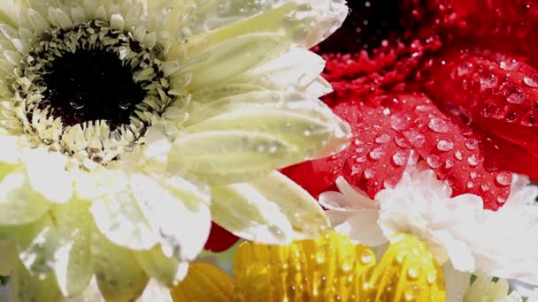 Prachtige Gerbera Bloemen Met Waterdruppels Kleurrijke Mooie Gele Gerbera Heeft — Stockvideo