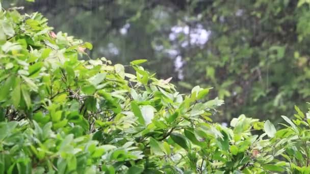 Grean Leaves Kapkami Vody Krásný Déšť Padající Stromy — Stock video