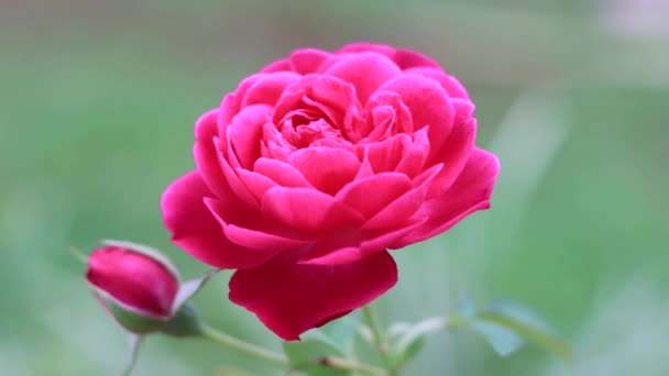 Rosa Rossa Fiorente Sull Albero Rose Video — Video Stock
