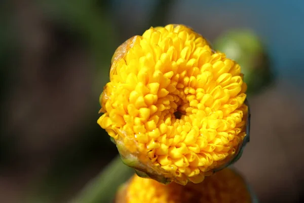 Çiçekli sarı kasımpatı çiçekli makro fotoğraf