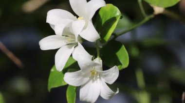 Ağaçtaki güzel beyaz çiçekler. Beyaz çiçeğin yakın çekimi yavaş çekim stok görüntüsü