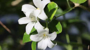 Ağaçtaki güzel beyaz çiçekler. Beyaz çiçeğin yakın çekimi yavaş çekim stok görüntüsü