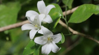 Ağaçtaki güzel beyaz çiçekler. Beyaz çiçeğin yakın çekimi yavaş çekim stok görüntüsü