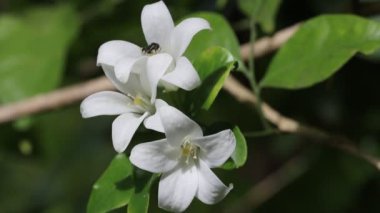 Ağaçtaki güzel beyaz çiçekler. Beyaz çiçeğin yakın çekimi yavaş çekim stok görüntüsü