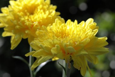 Sarı kasımpatı. Doğanın arka planında duran renkli kasımpatı çiçekleri.