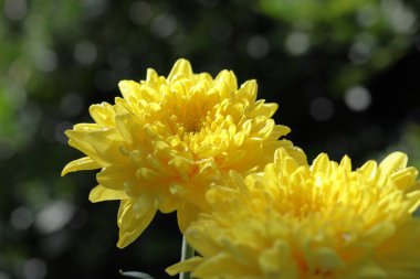 Sarı kasımpatı. Doğanın arka planında duran renkli kasımpatı çiçekleri.