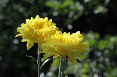 Sarı kasımpatı. Doğanın arka planında duran renkli kasımpatı çiçekleri.