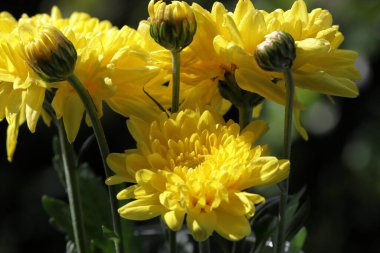Sarı kasımpatı. Doğanın arka planında duran renkli kasımpatı çiçekleri.