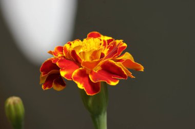 Doğa arka plan üzerinde kırmızı çiçek portre