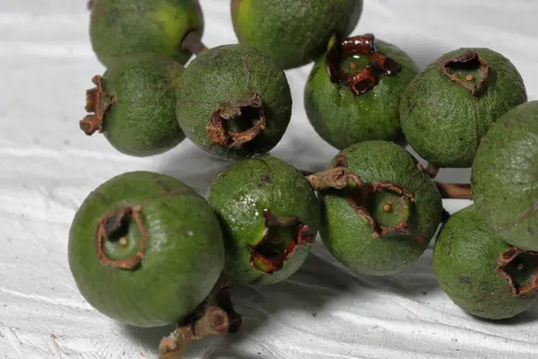 Psidyum guajava, guava, guava, guava veya elmalı guava, Karayipler 'de yetişen bir ağaçtır.