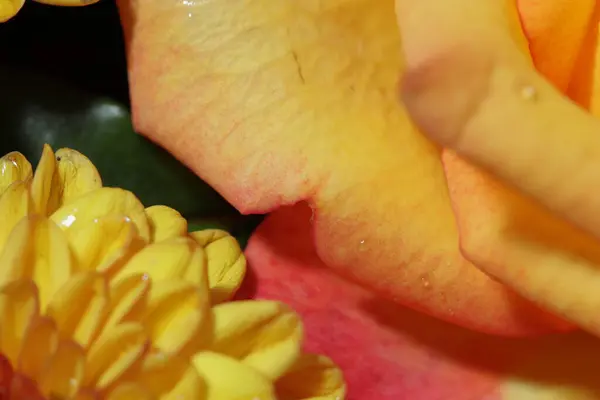 Kapalı turuncu gül makro fotoğrafı. Gül çiçeğinin etrafında bir buket kasımpatı çiçeği