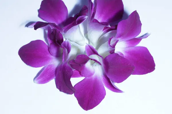 Mor orkide çiçeği phalaenopsis, falaenopsis ya da beyaz arkaplanda falah.
