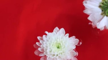 Suda süzülen beyaz gerbera çiçekleri yavaş çekim videosu 