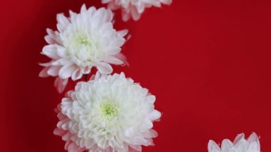 Suda süzülen beyaz gerbera çiçekleri yavaş çekim videosu 