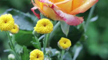 Rose 4k doğanın arka planı videosu. Sarı Gül. Turuncu Gül. Doğası gereği çiçek açan gül çiçeği. Gül çiçeğinin etrafında bir buket kasımpatı çiçeği