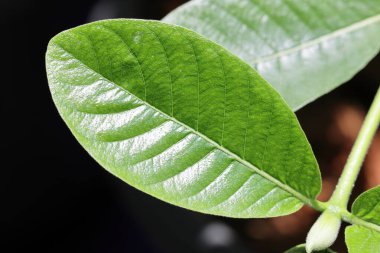 Yeşil yaprağı kapat. Ağaçtaki yeşil yapraklar