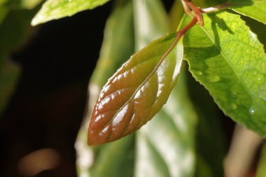 Grean Yaprakları ile su damlaları