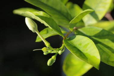 Yeşil yaprağı kapat