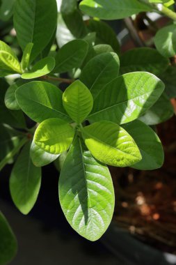 Yeşil yaprağı kapat