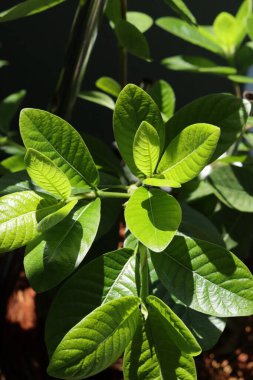 Yeşil yaprağı kapat