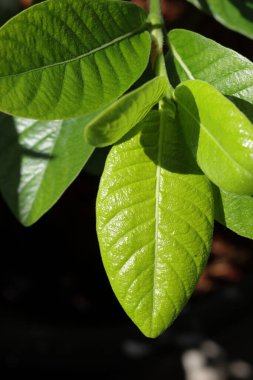 Yeşil yaprağı kapat