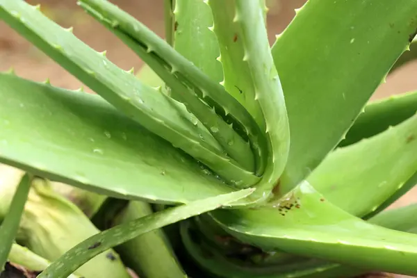 Aloe vera yakın plan resimde ayrılıyor